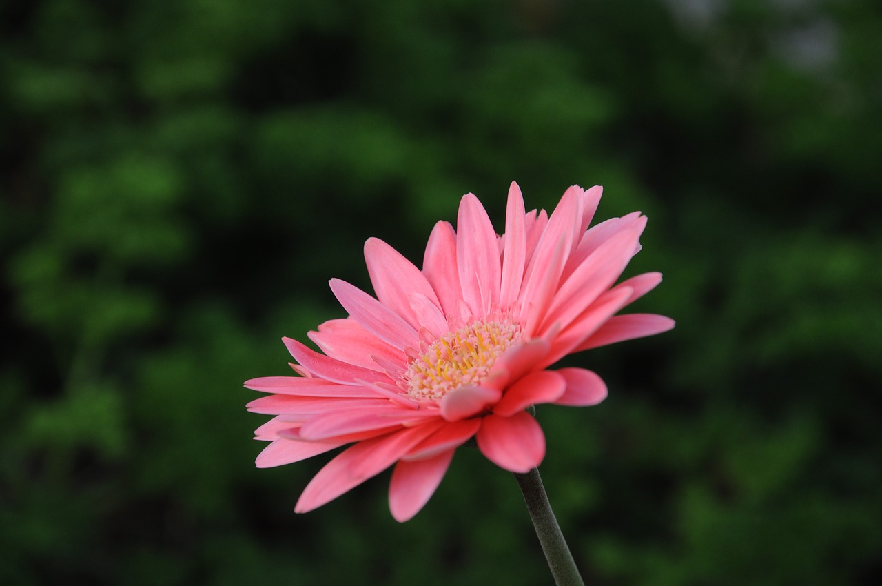 gerbera viridifolia perennial plant flower free photo