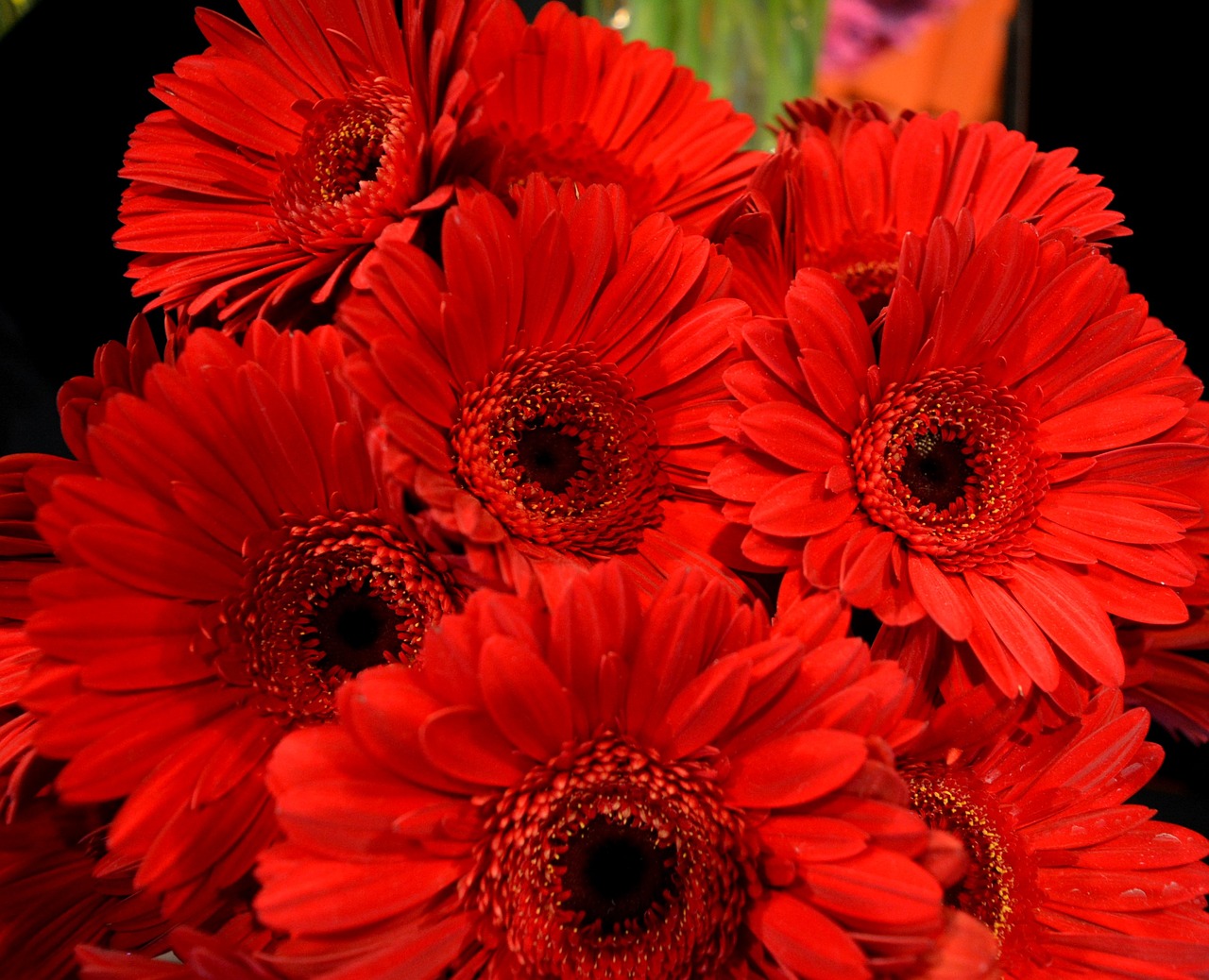 gerberas red red flower free photo
