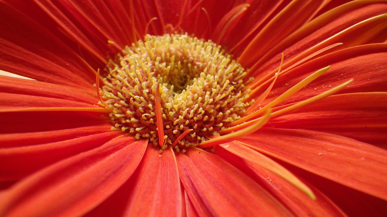 gerberera  flower  colorful free photo