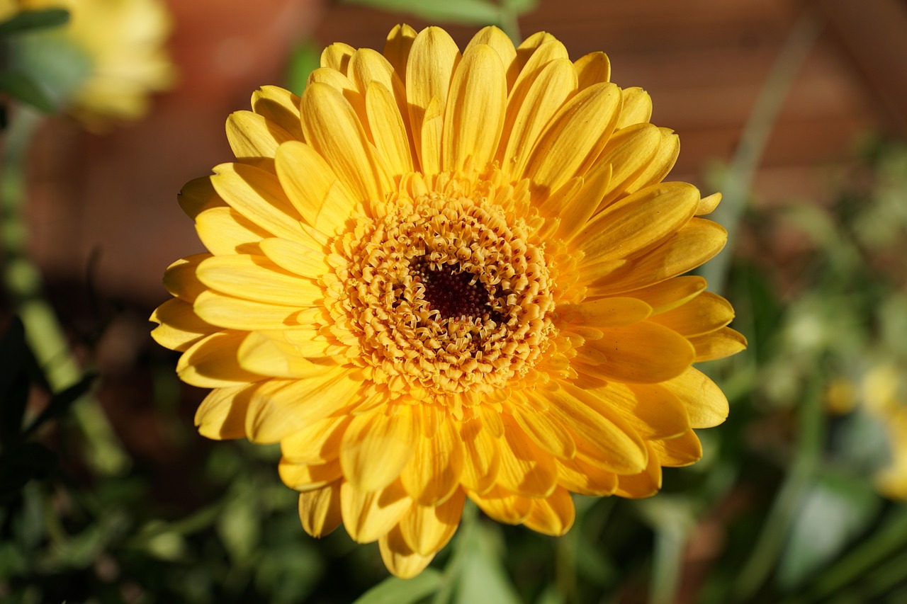 gerbie flower yellow free photo