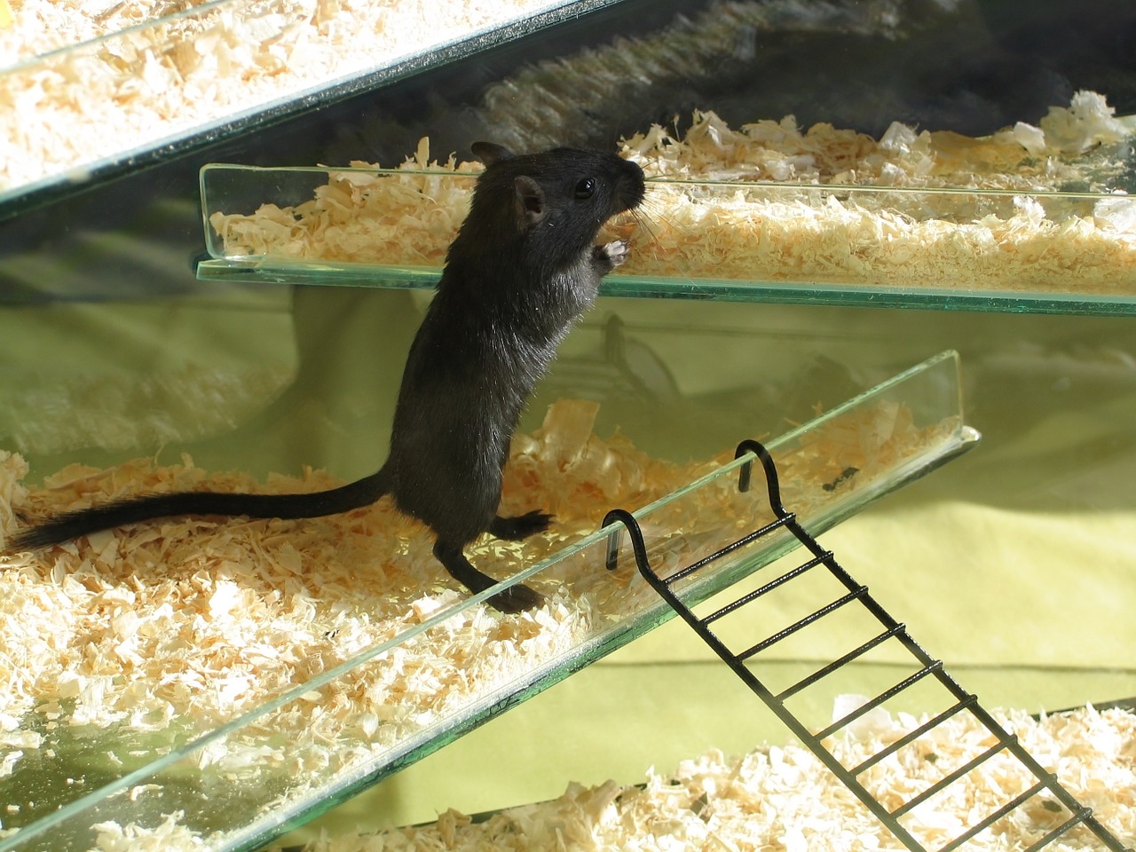 gerbil pet mouse free photo