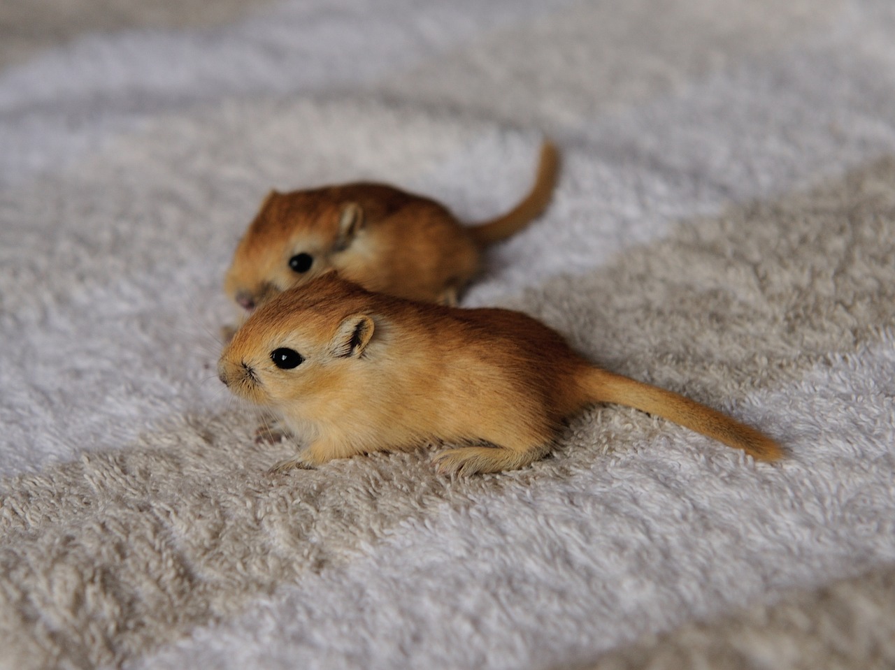 gerbil mouse 3 weeks free photo