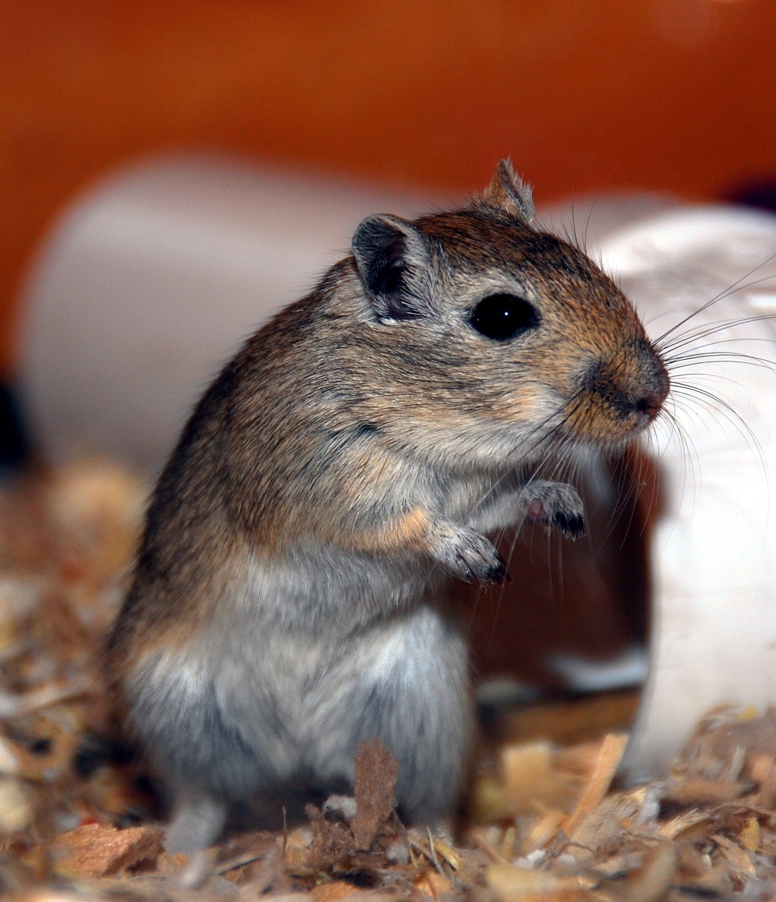 gerbil rodent small animal free photo