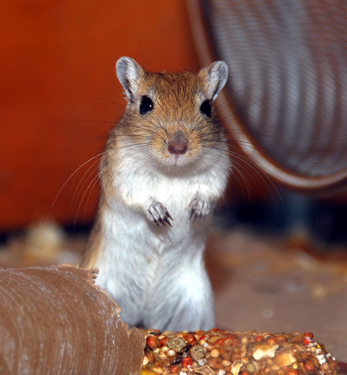 gerbil rodent small animal free photo