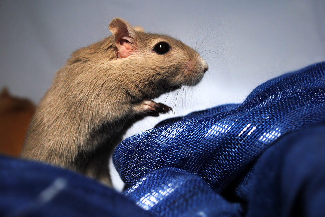 gerbil rodent domestic animal free photo