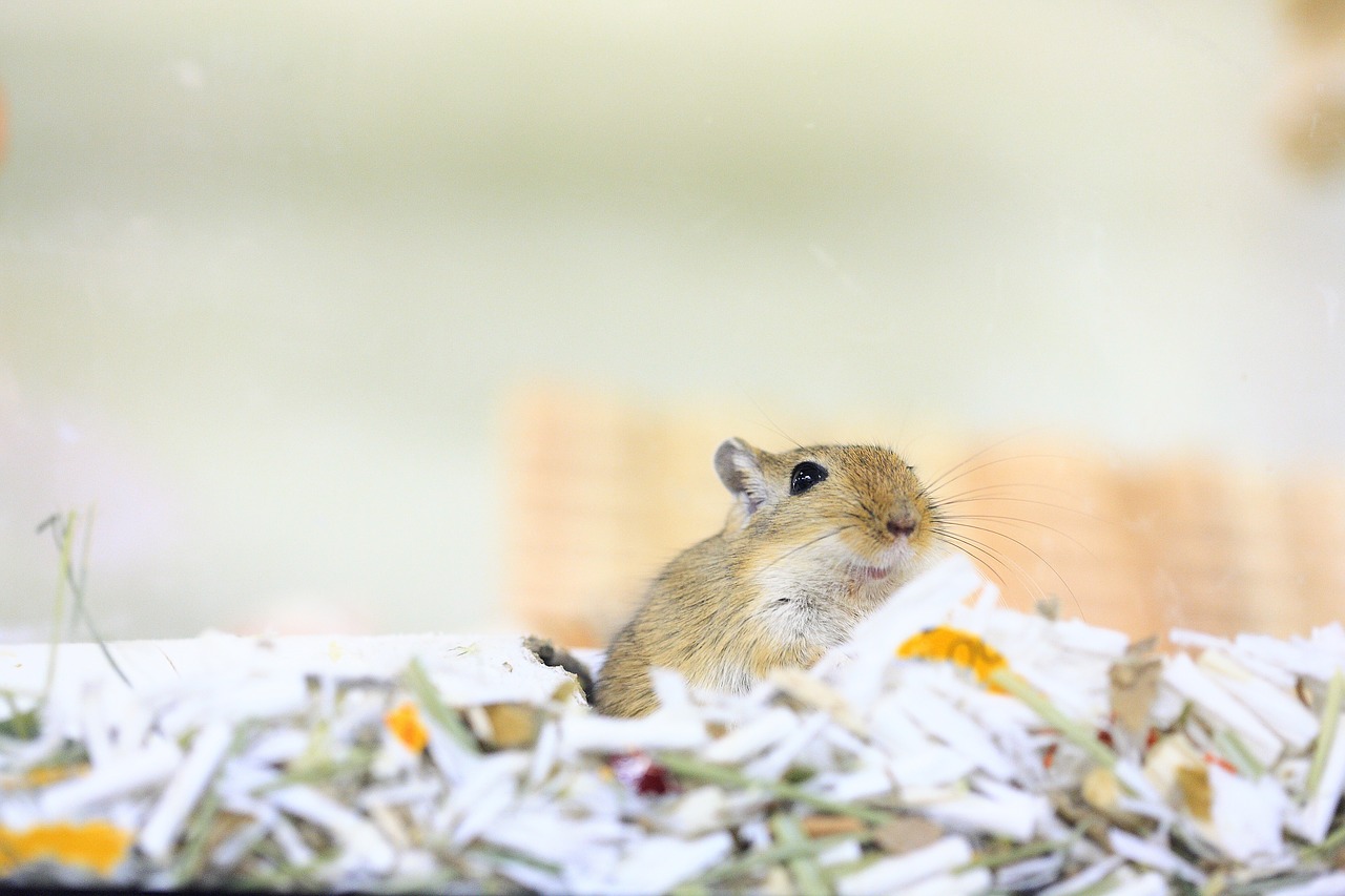 gerbil mouse pet free photo