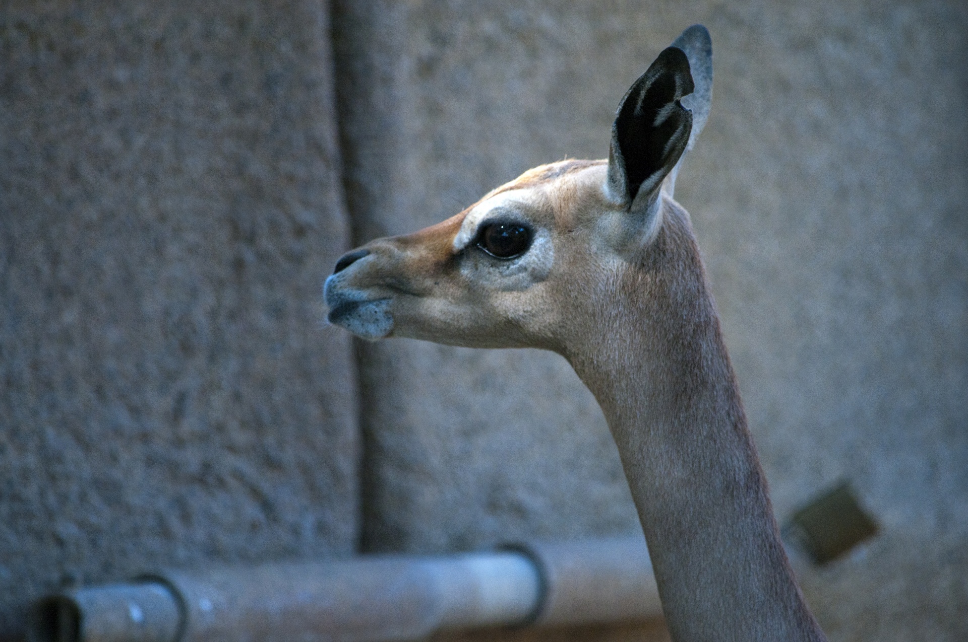 giraffe gazelle gerenuk antelope free photo