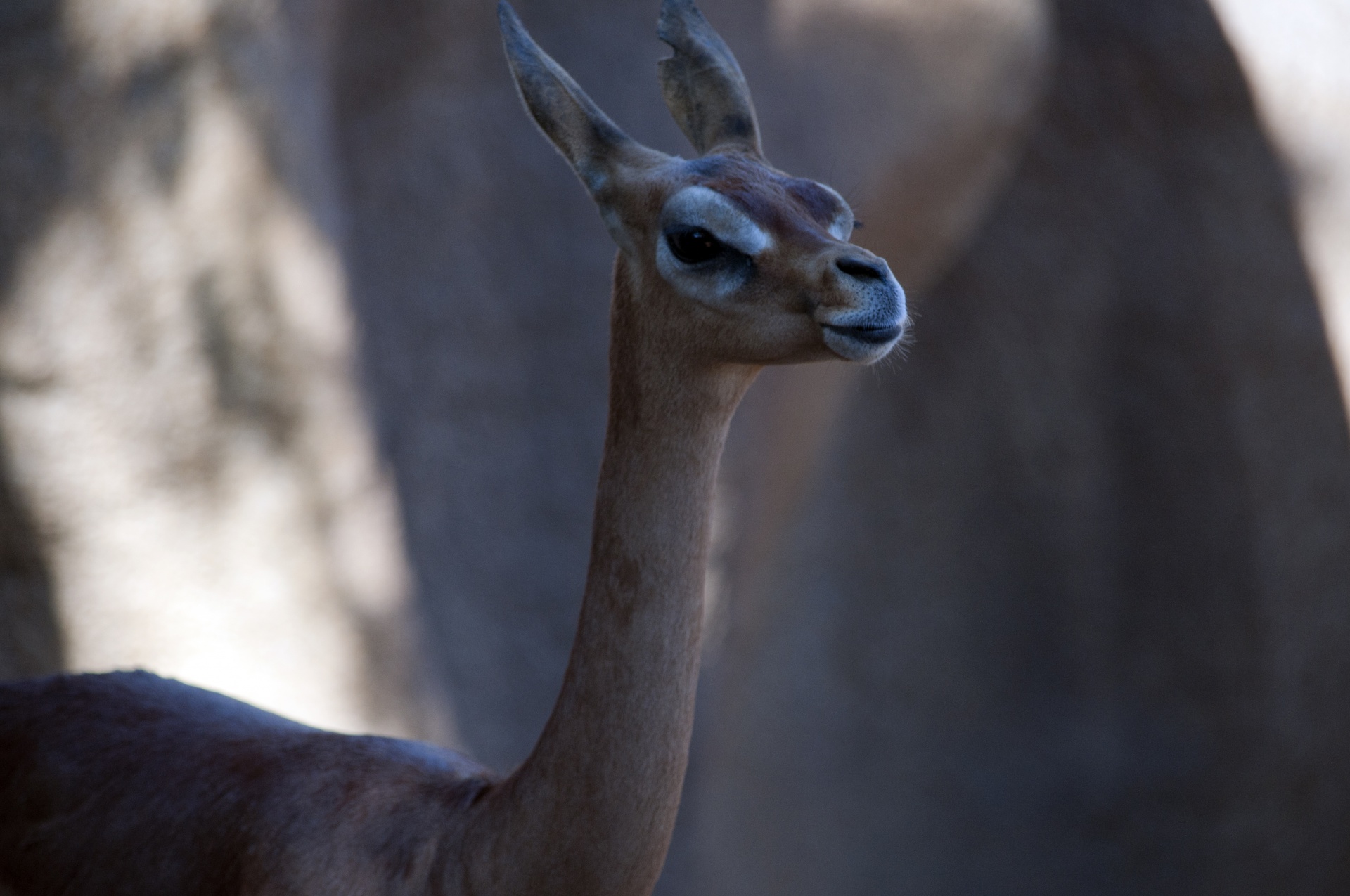 giraffe gazelle gerenuk antelope free photo