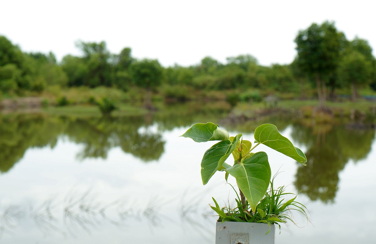 germ green leaf trees free photo