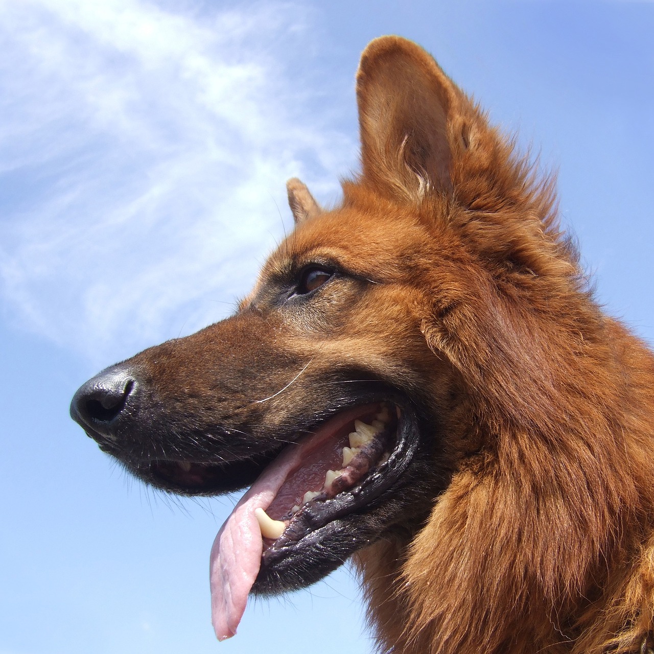 german shepherd dog free photo