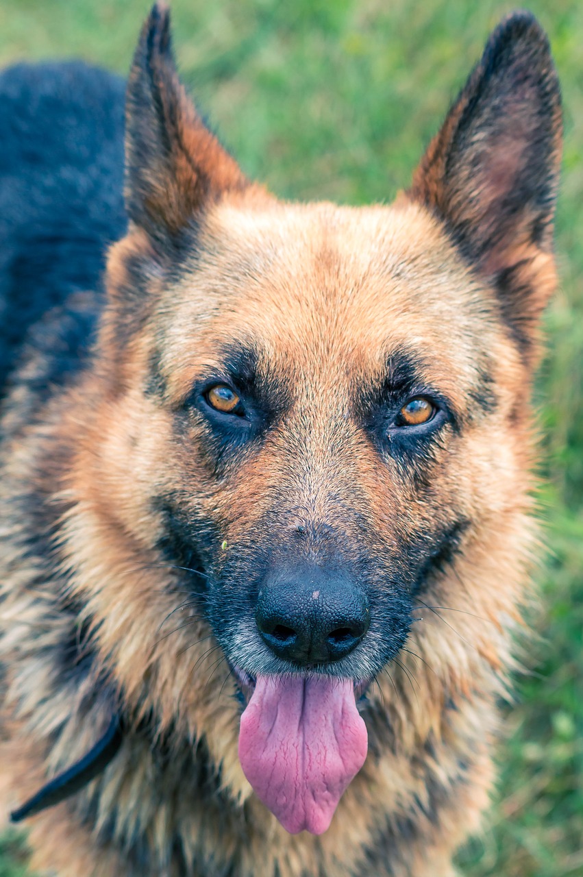 german  shepherd  wet free photo