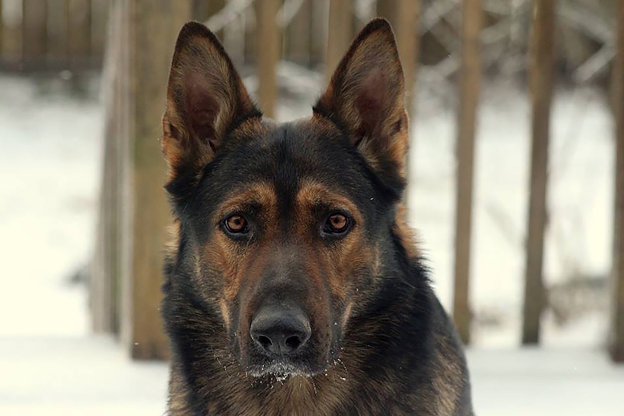 german  shepard  dog free photo