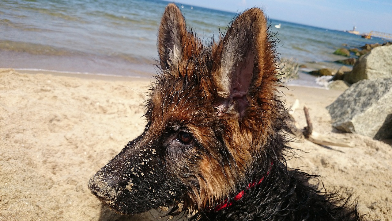 german dog wet free photo