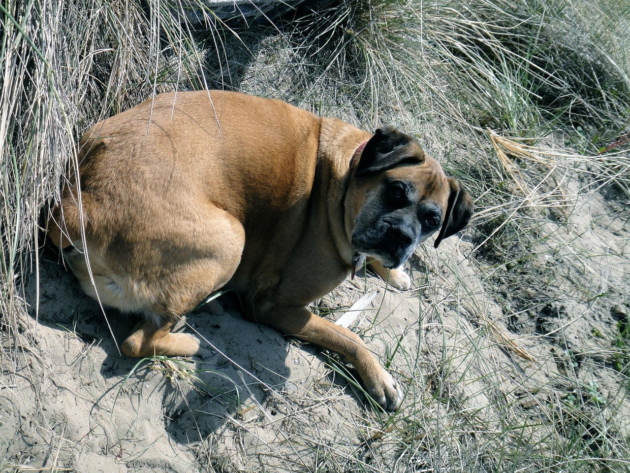 german boxer dog pet free photo