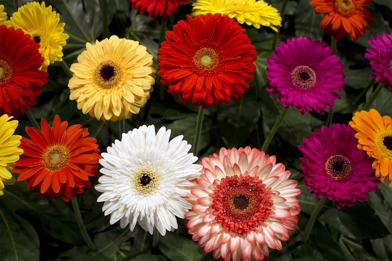 german federal horticultural show flower carpet decoration free photo