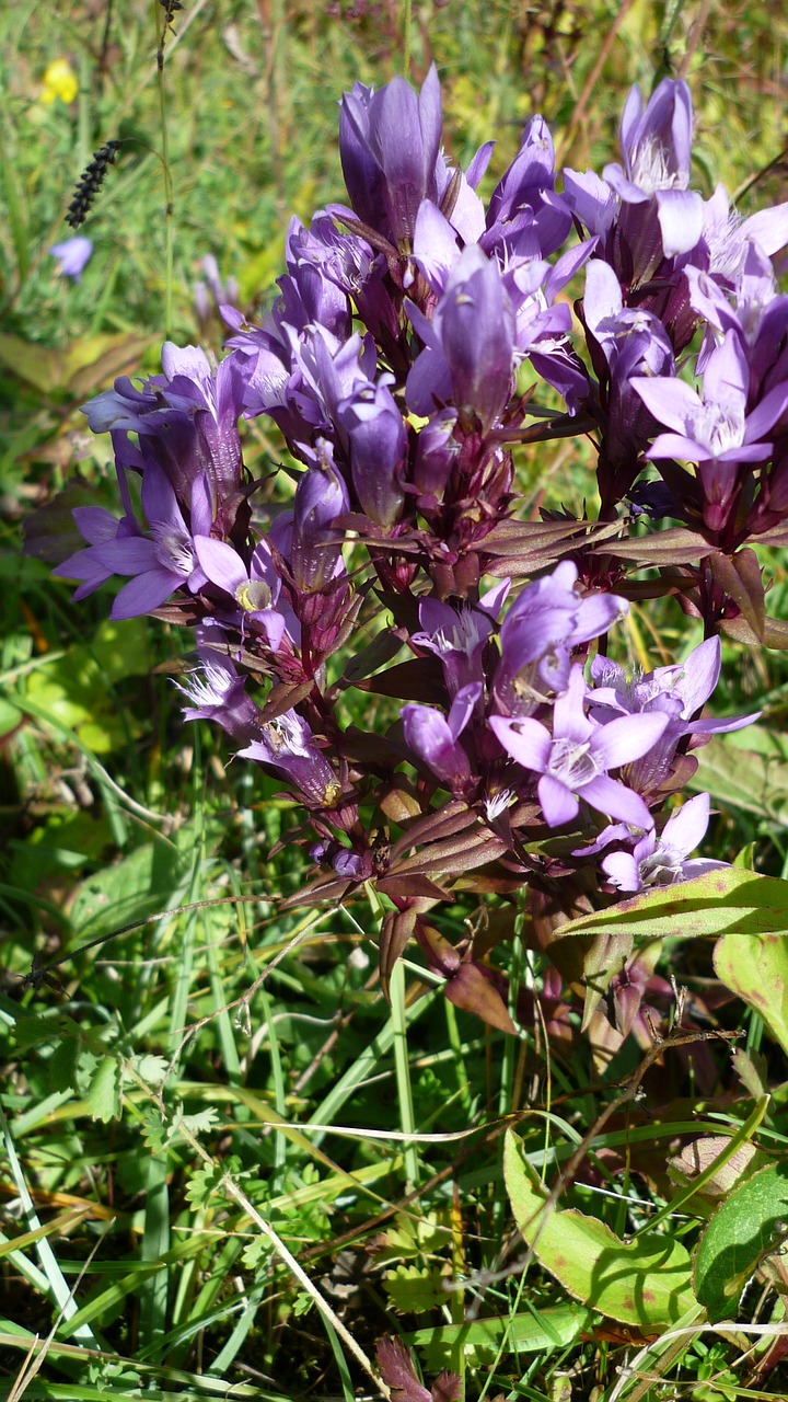 german gentian flower wild plant free photo