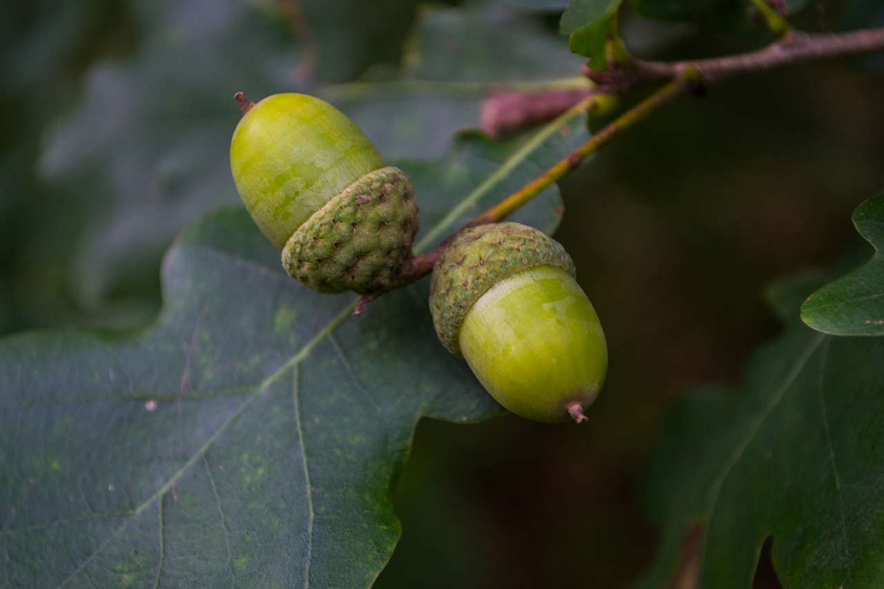 german oak acorns leaf free photo