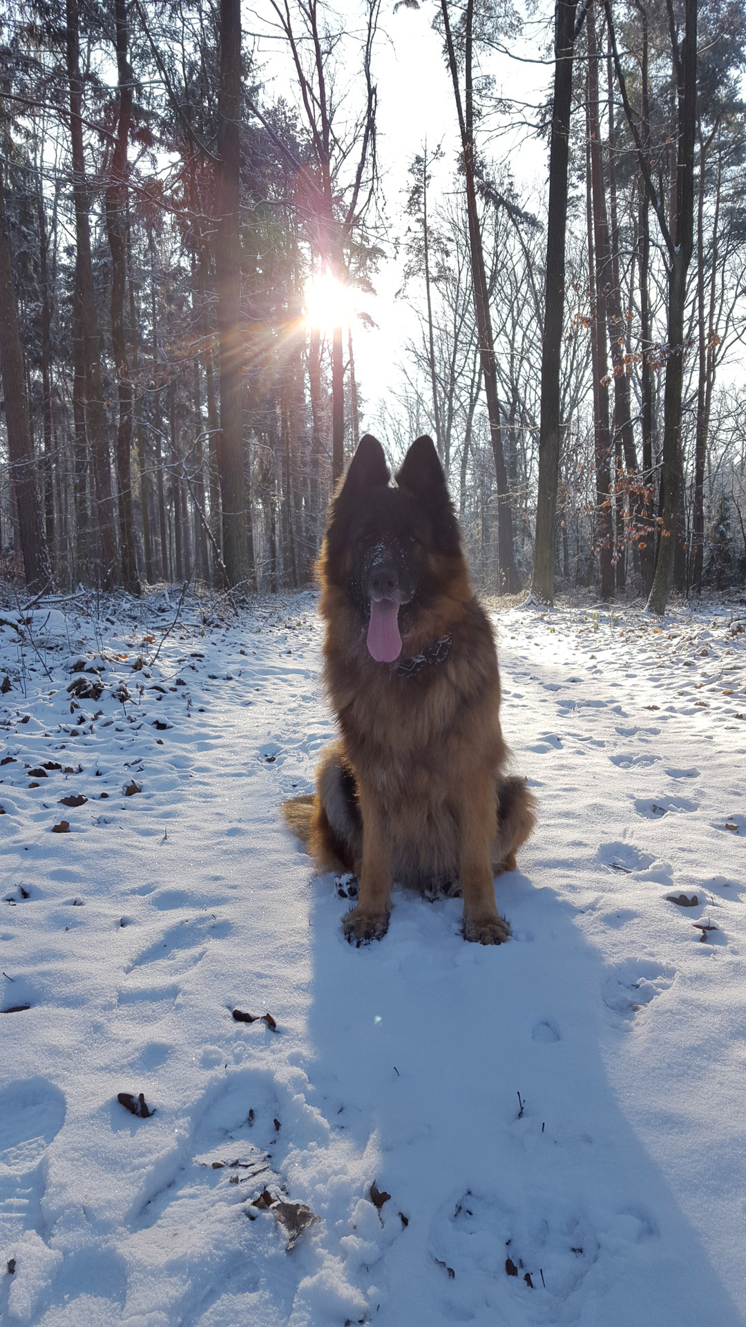 dog german shepherd winter free photo