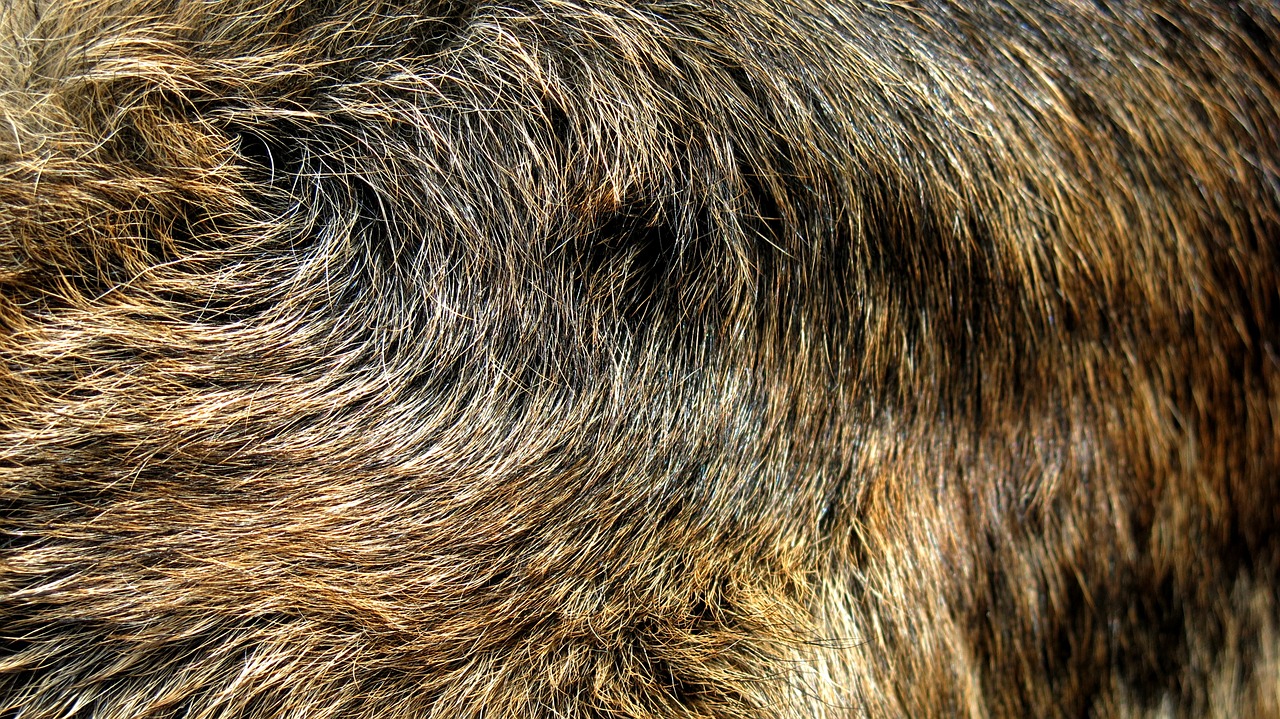 german shepherd fur wolf free photo