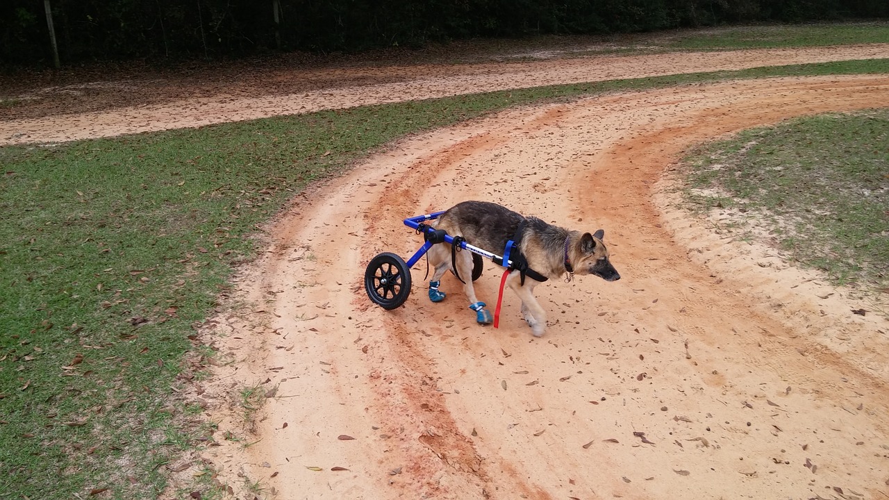 german shepherd dog wheelchair free photo