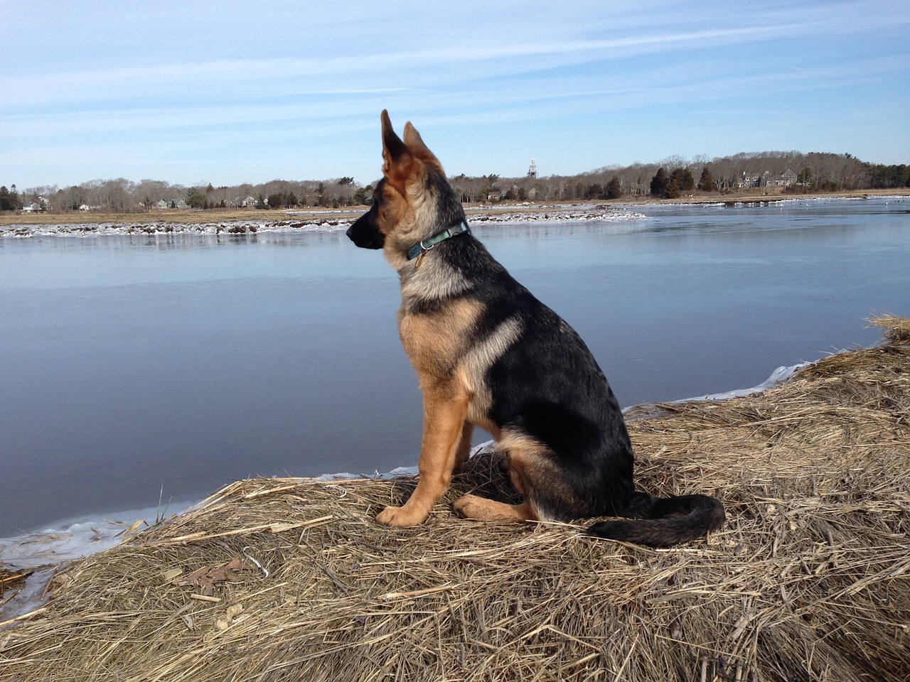 german shepherd dog beach free photo