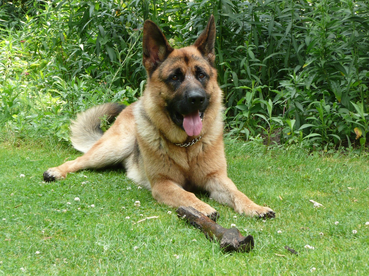 german shepherd stick lying free photo