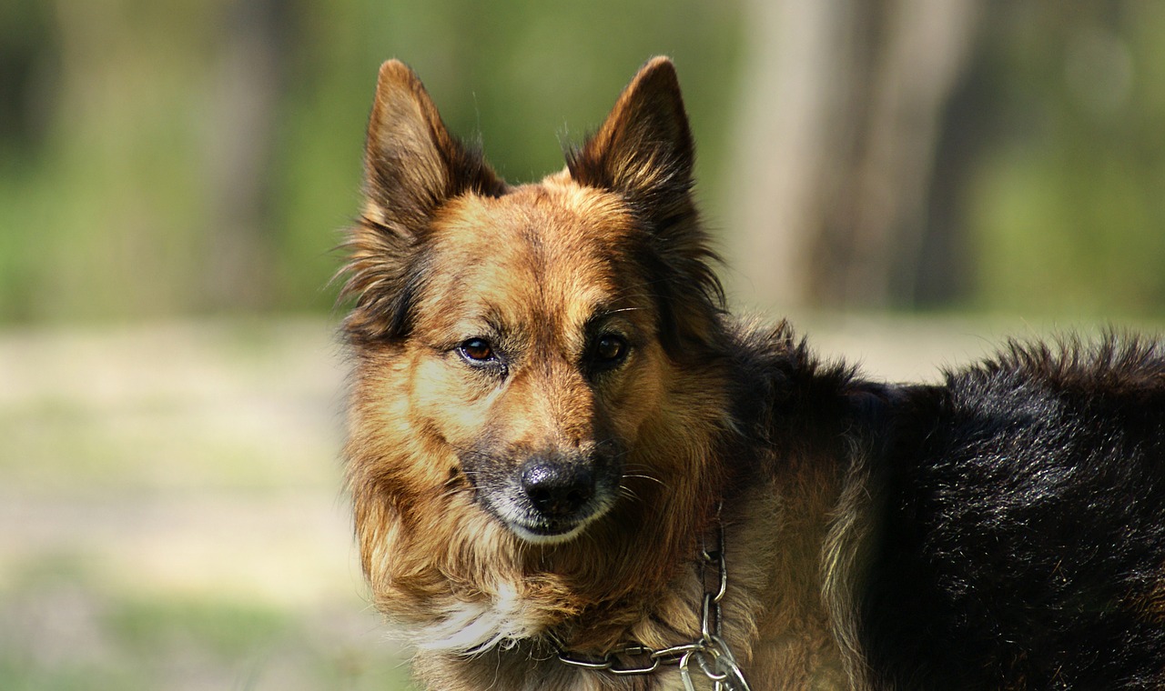 german shepherd dog pet free photo