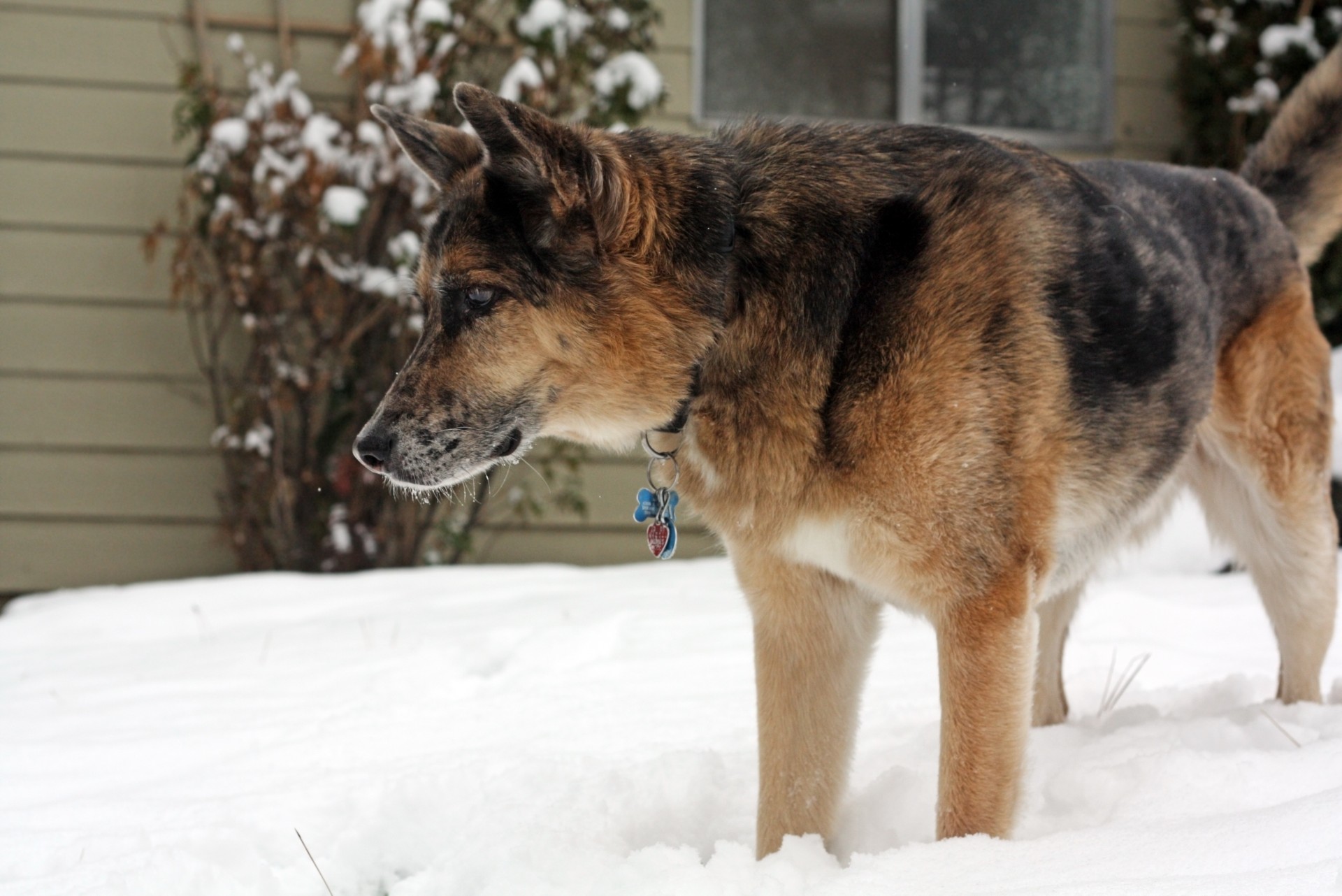 german shepherd dog pet free photo