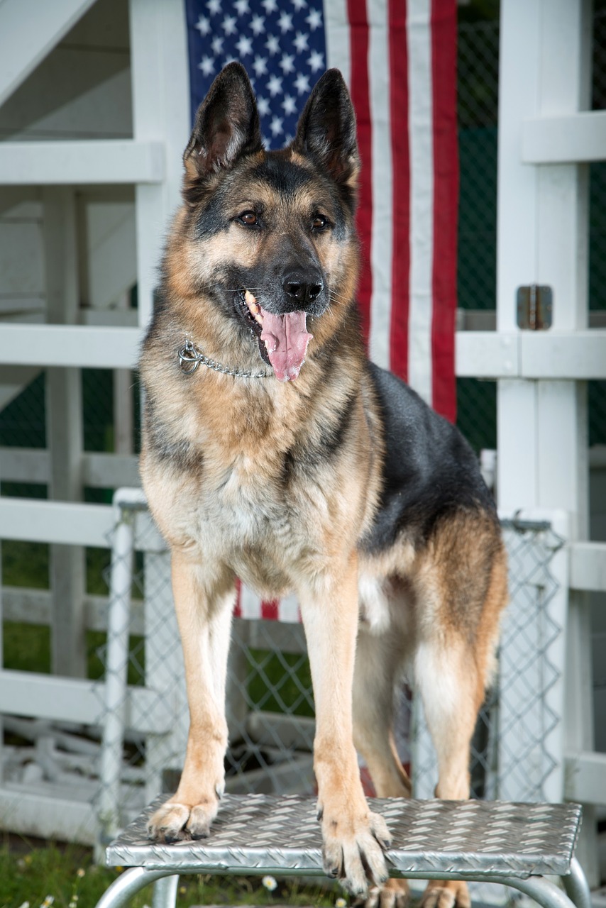 german shepherd dog military free photo