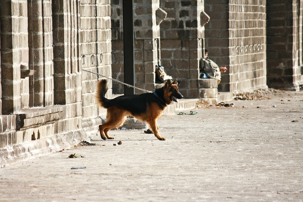german shepherd dog guard free photo