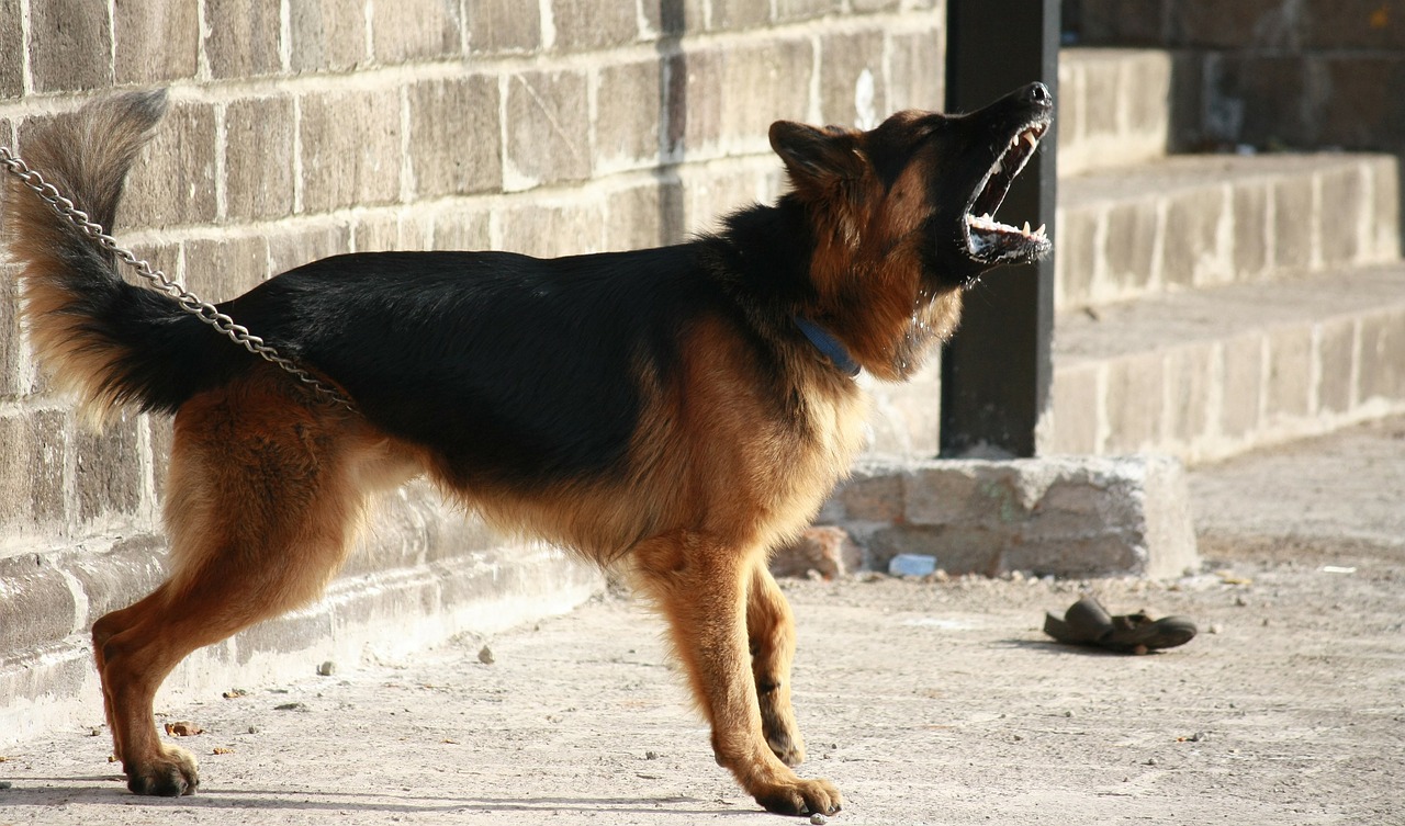german shepherd dog barking free photo