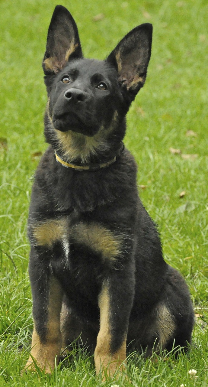 german shepherd dog puppy free photo