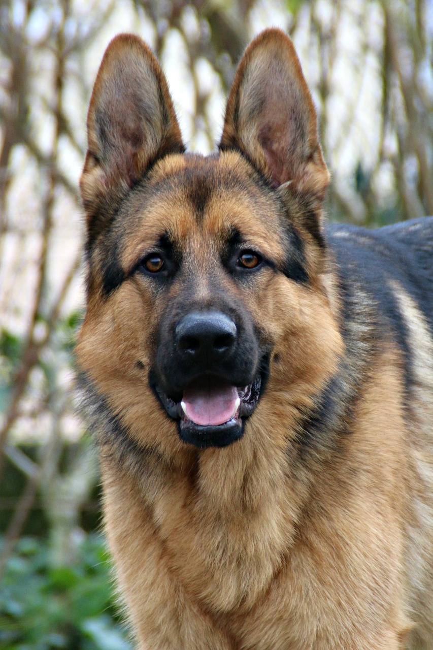 german shepherd dog portrait free photo