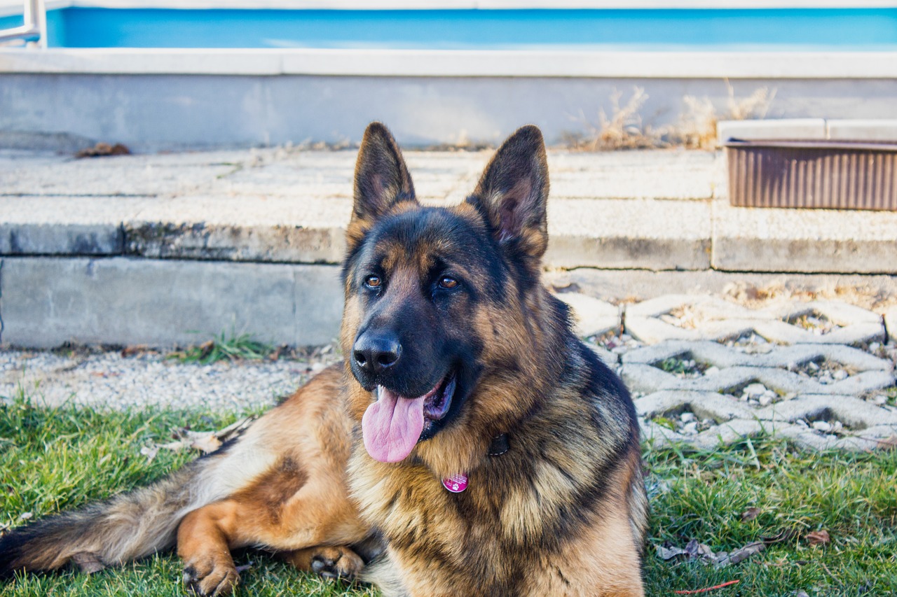 german shepherd dog dogs free photo