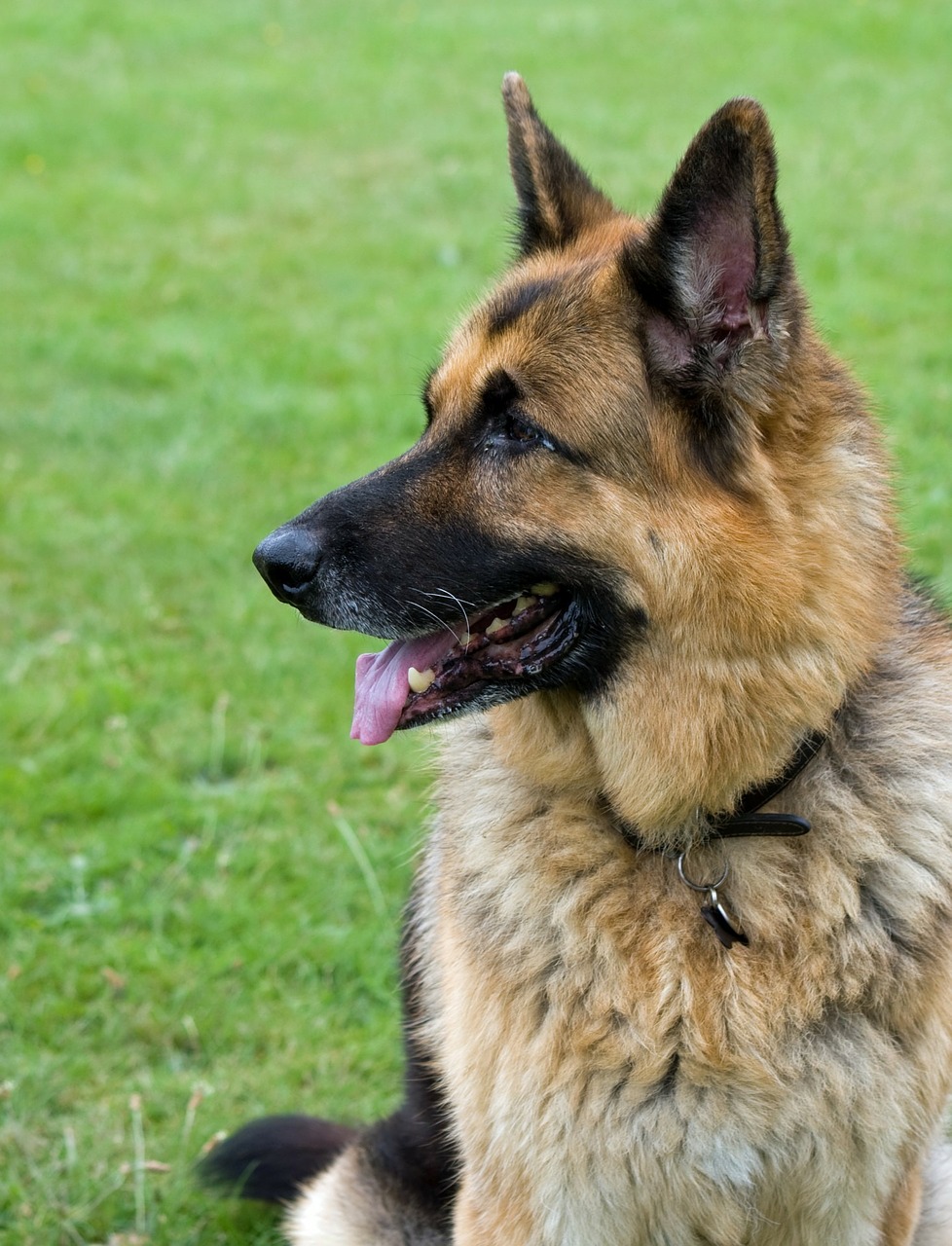 german shepherd dog alsatian free photo