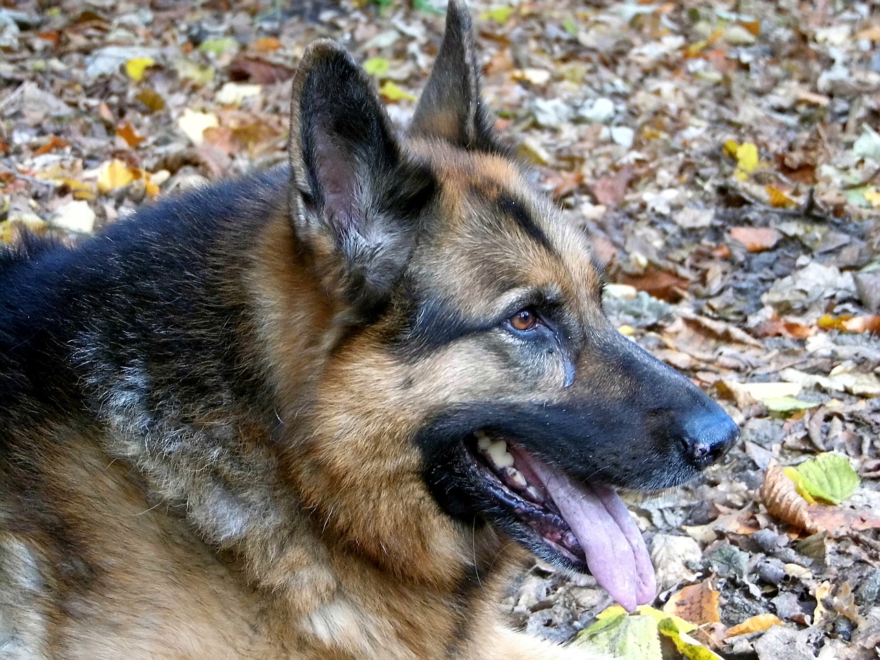 german shepherd dog forest free photo