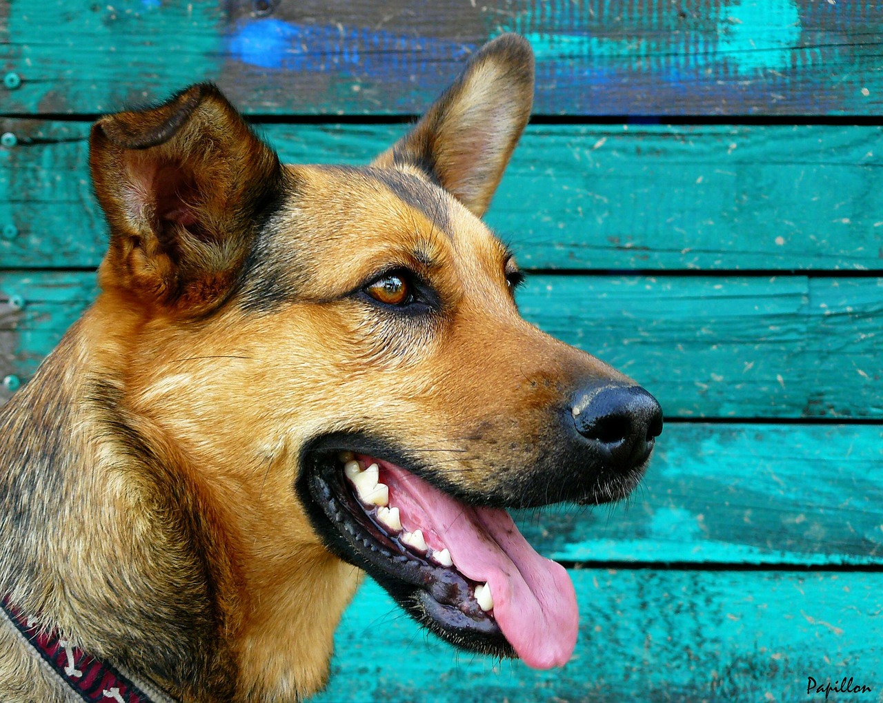 german shepherd dog portrait free photo