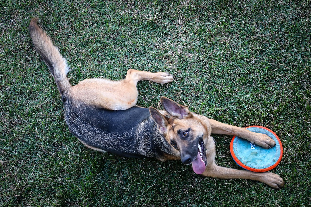 german shepherd dog frisbee free photo