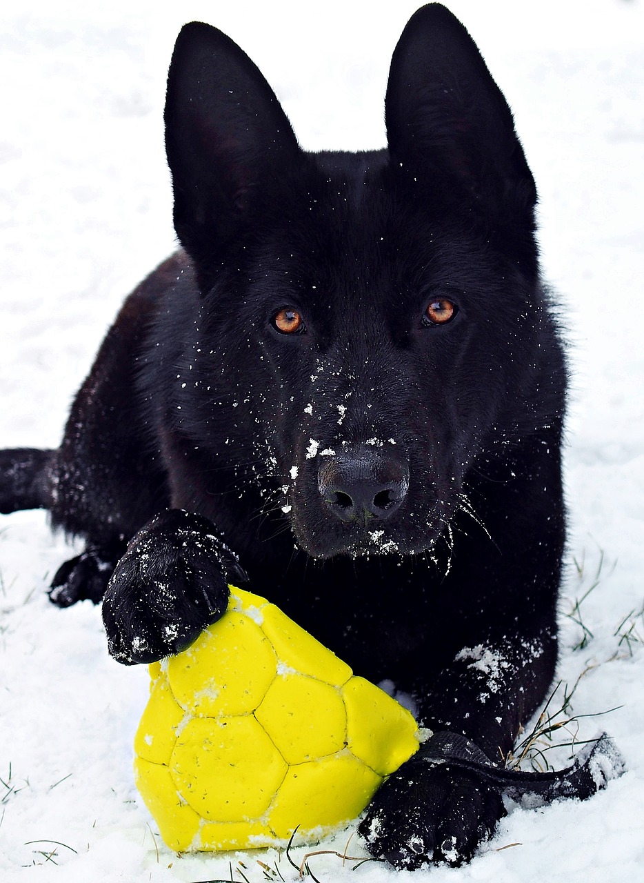 german shepherd black beauty free photo