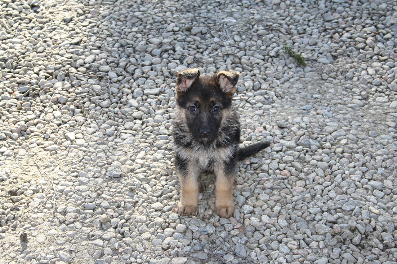 german shepherd dog puppy free photo