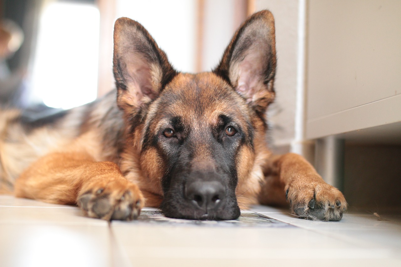 german shepherd  dog  domestic animal free photo