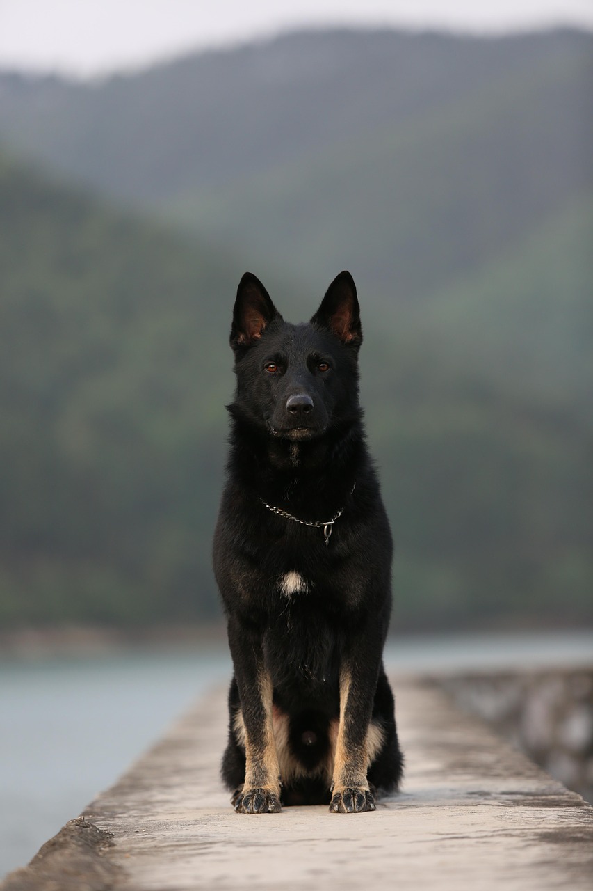 german shepherd  squat  dog free photo