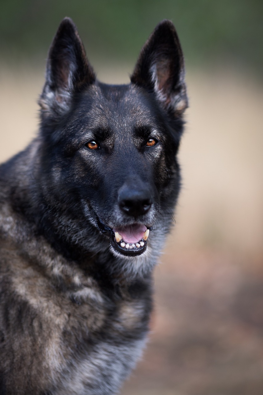 german shepherd  dog  large free photo