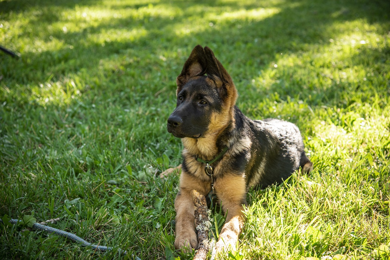 german shepherd  dog  pet free photo