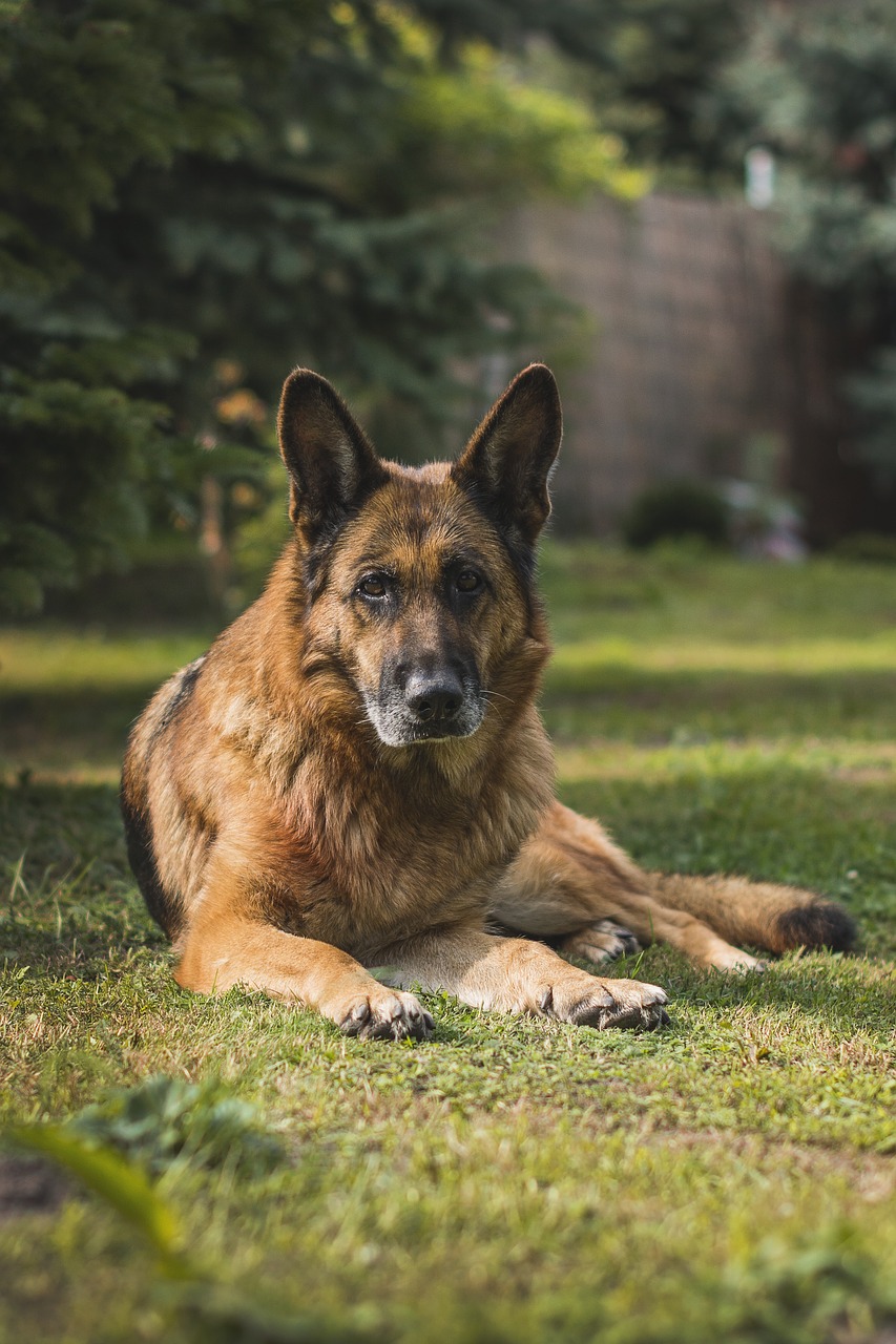 german shepherd  sheep-dog  german free photo