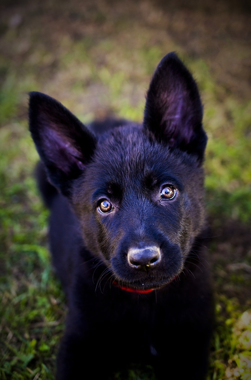 german shepherd  puppy  animal free photo