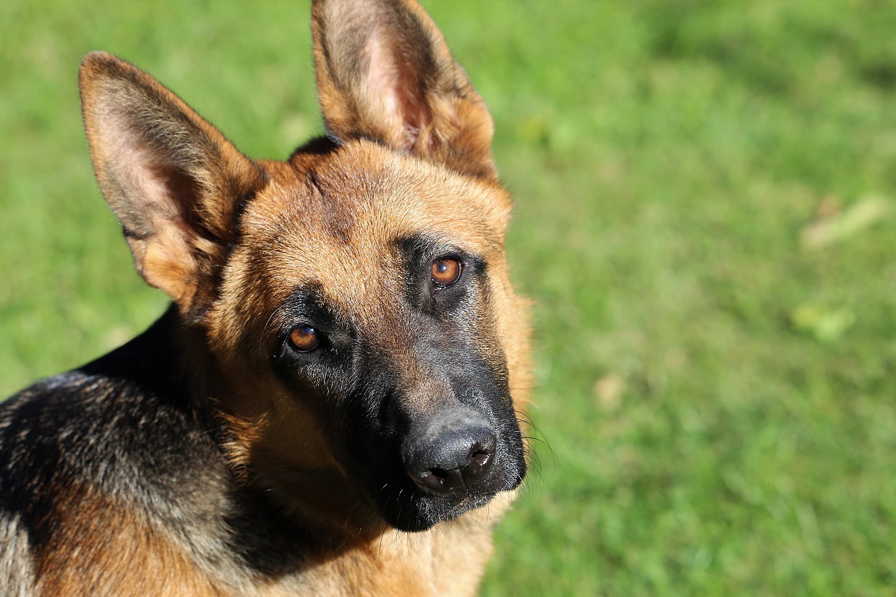 german shepherd  animal  young free photo