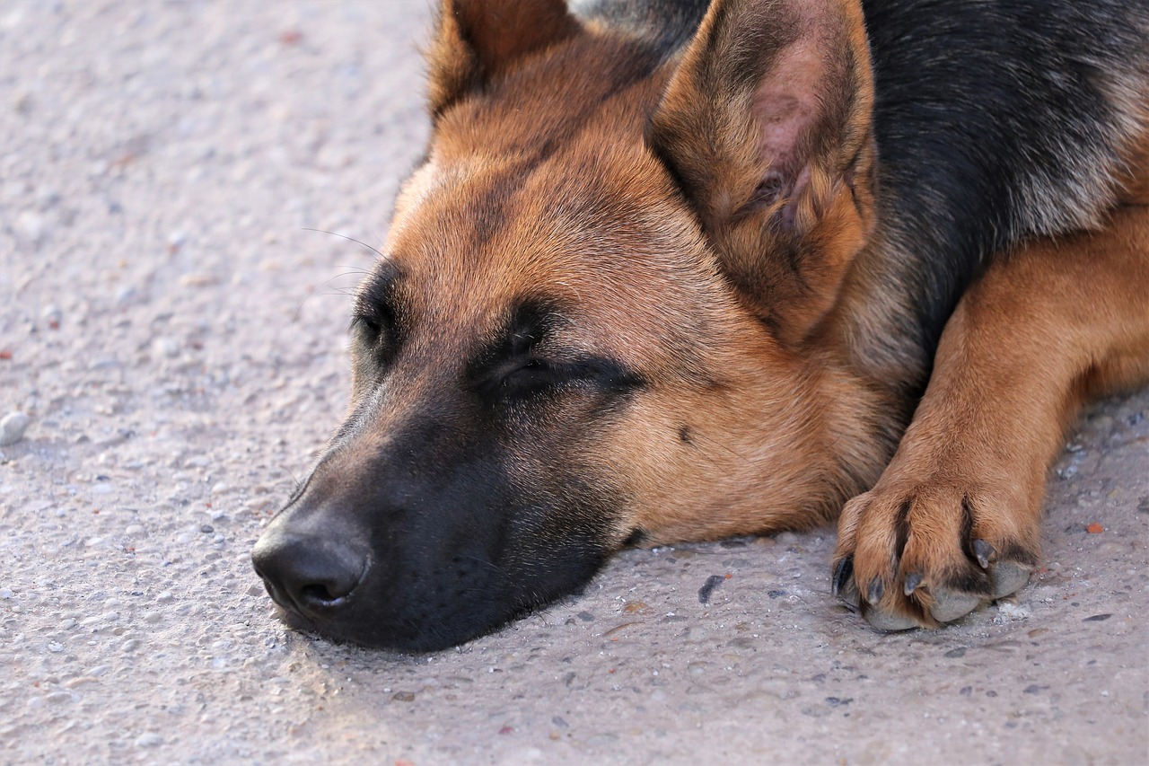 german shepherd  sleeping  animal free photo