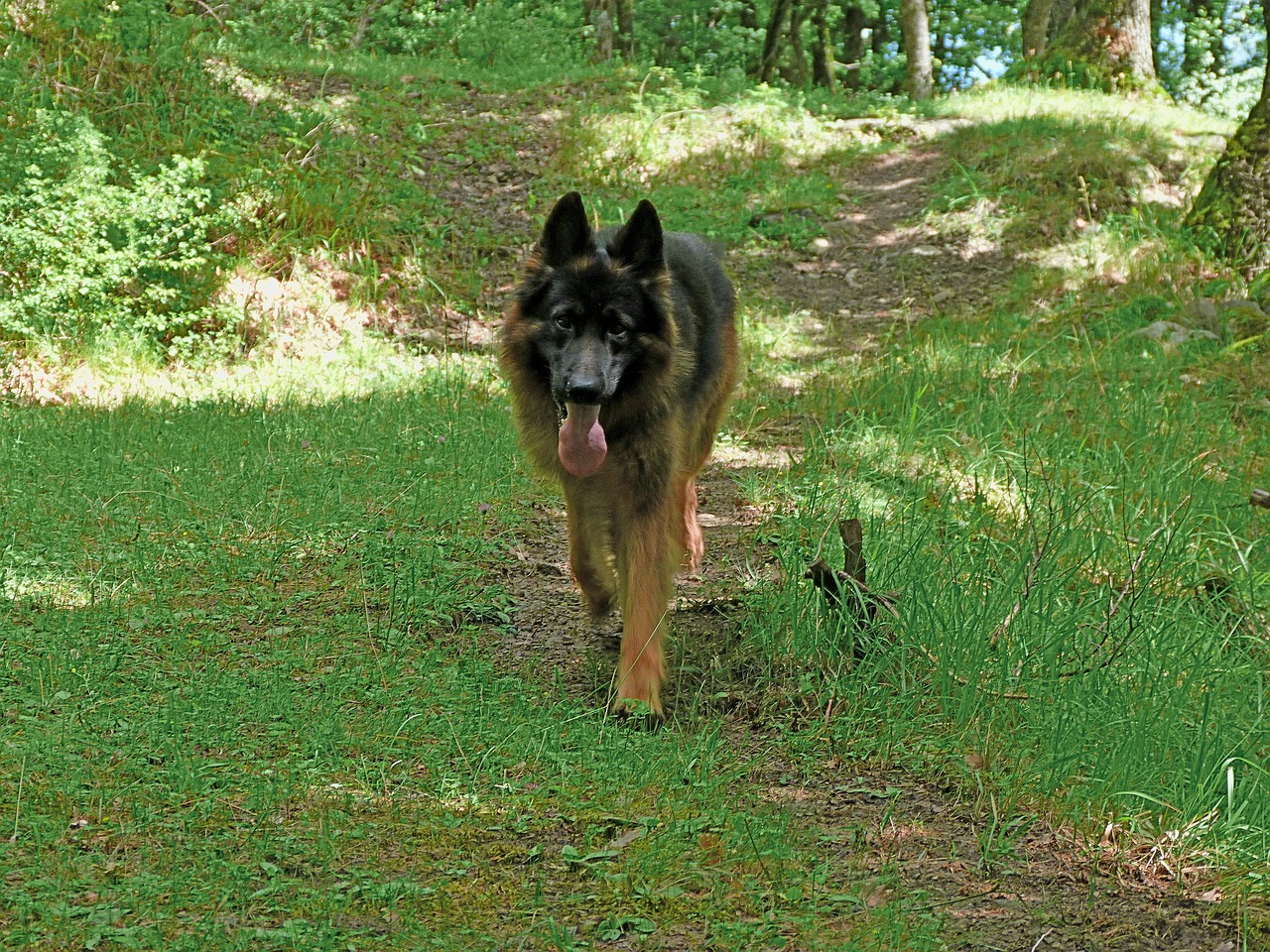 german shepherd dog pet free photo