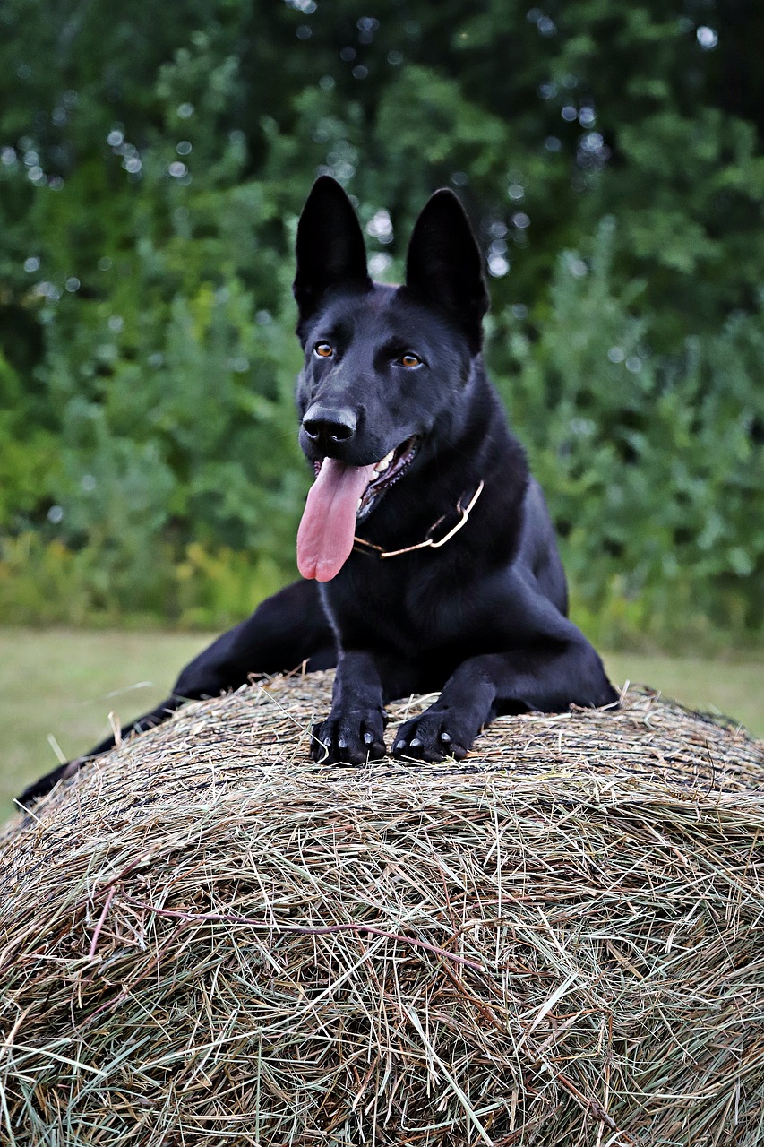 german shepherd  dog  haystack free photo